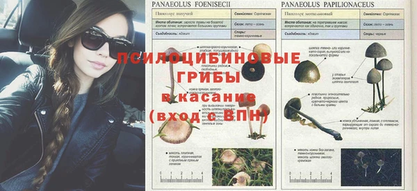 прущие крисы Каменка